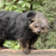 Binturong