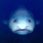 Harold
