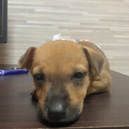 莫忘南京大屠殺