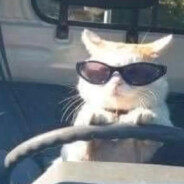 FELIX - steam id 76561199027935351