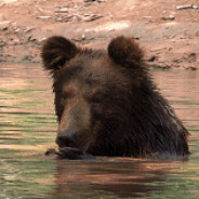 狗熊岭自由人熊大QWQ
