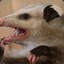 PopulistPossum