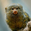 Finger monkey