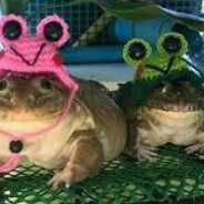 RandomFrog