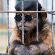 Monkeykong
