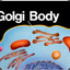 Golgi Body