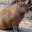 capybara