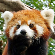 Red Panda - steam id 76561197971012122