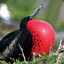 Frigate Bird