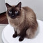 dota o gato