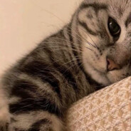 ฅ 曾經胖過の貓 ฅ