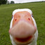 ducc