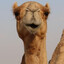رجل الجمل