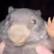 bober kurwa