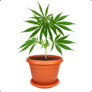 Potted Plant