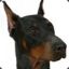 Dobermann