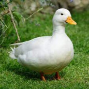 duck avatar