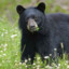 Bear in Cosi