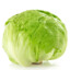 BIG_BIG_lettuce