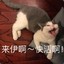 丸子专用铲屎官