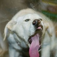 Cranjus_McBasketball