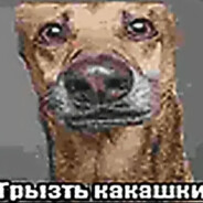 Грызть какашки