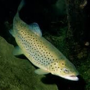 large harvest of trout