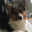 ANIMAL AUTONOMOUS