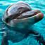 DeLfIn_417