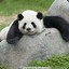 Chubby Panda