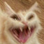 CatXDXD