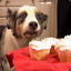 Stan the Cupcake Dog