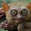 Tiny Tarsier