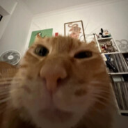 ALEX（尖酸刻薄版）