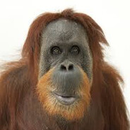 Habib :)