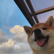 中共中央帕鲁扫黑除恶