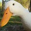 DuckZillla