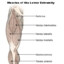 vastus medialis