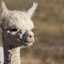 optimistic alpaca