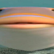 FISZI