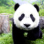 Le Doux Panda