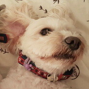 Biggs Sleeping DoG!!!