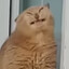 Mittens The Galaxy Destroyer