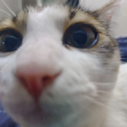 3枪没打死福瑞算炸单