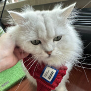 媽の、最も煩いは装逼の人