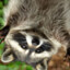 Raccoon