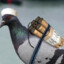 IPv4 Carrier Pigeon