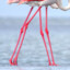 ⨓ Flamingo Legs