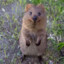 IrateQuokka