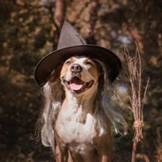 Wizardog